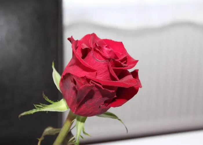 Smart * Frankfurt am Main