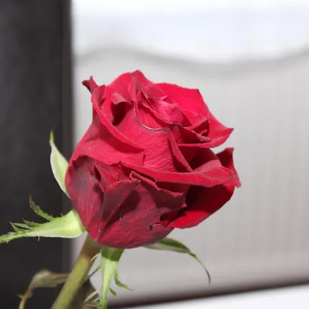 Smart * فرانكفورت